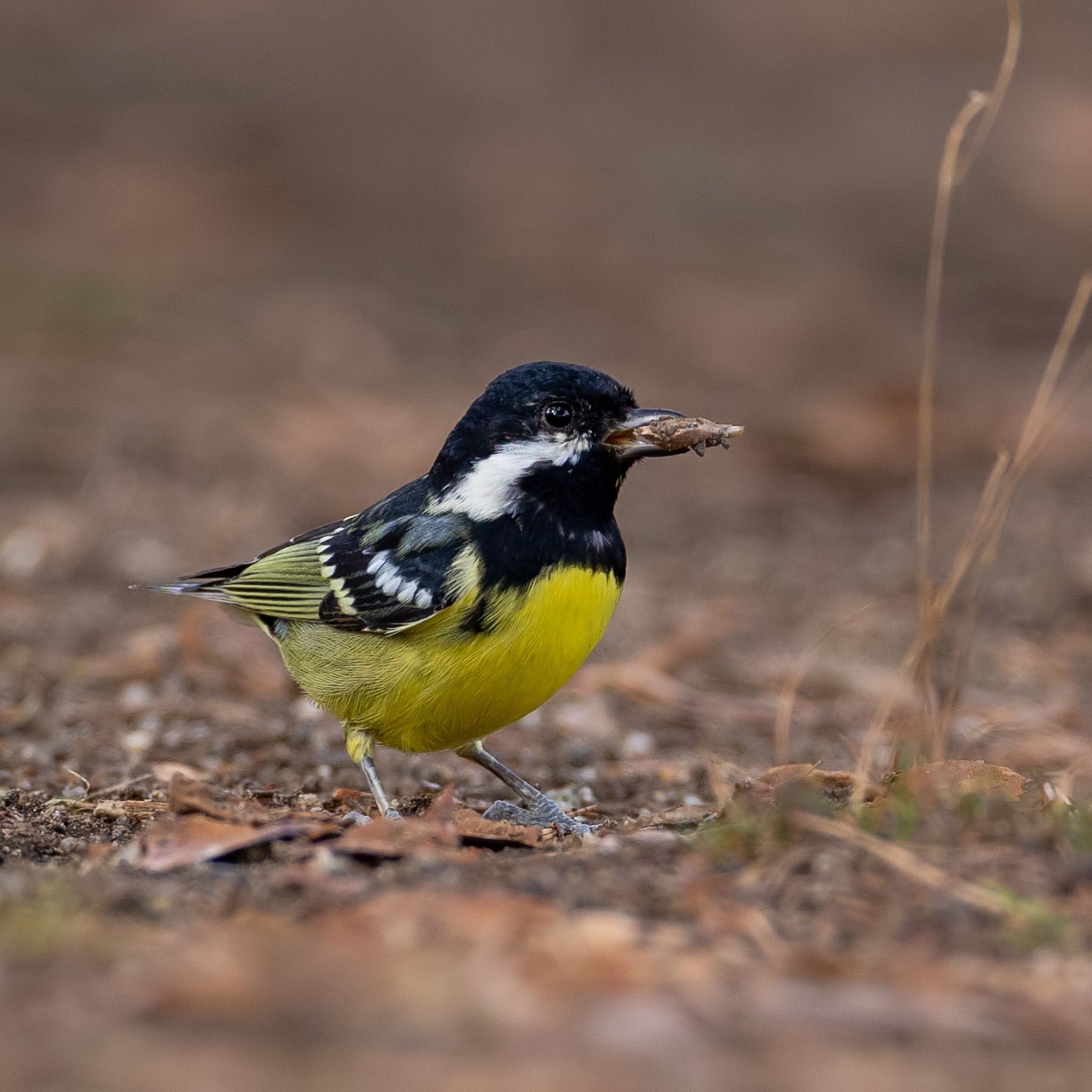 Photo of Yellow-bellied Tit at 大分 by アグリ