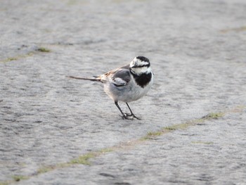 White Wagtail Kasai Rinkai Park Sat, 3/9/2024