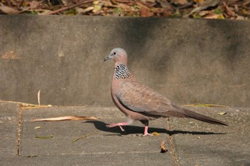 カノコバト 北香湖公園(台湾) 2024年1月20日(土)