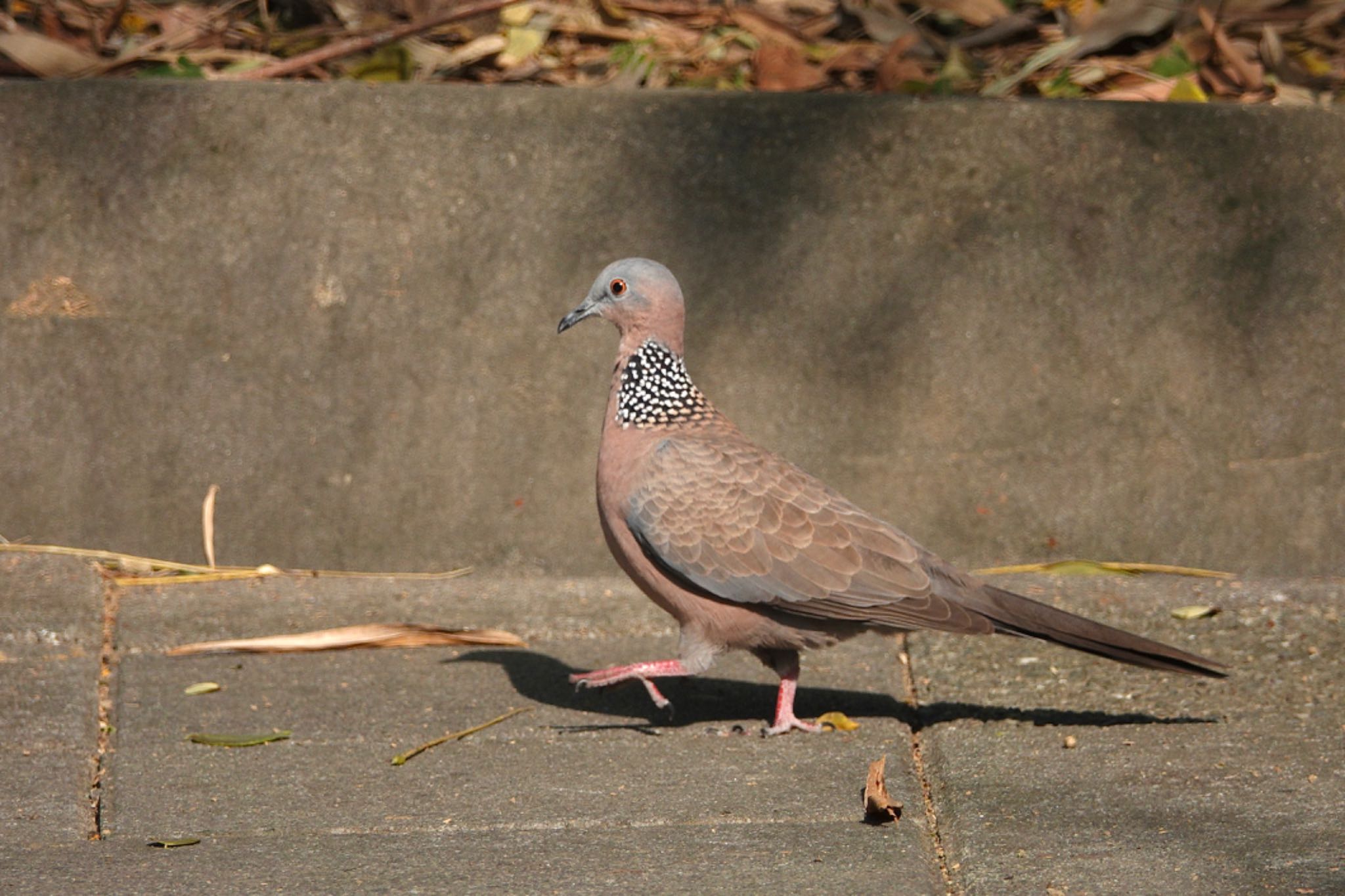 Photo of Spotted Dove at 北香湖公園(台湾) by のどか