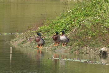 Unknown Species 北香湖公園(台湾) Sat, 1/20/2024