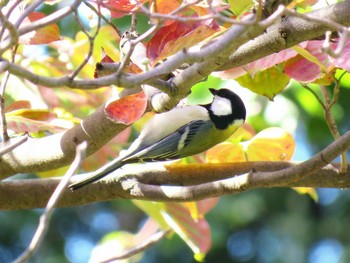 2018年10月6日(土) 東京都世田谷区の野鳥観察記録