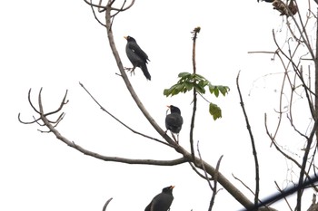 Javan Myna 嘉義公園(台湾) Sat, 1/20/2024