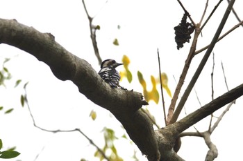 Grey-capped Pygmy Woodpecker 嘉義公園(台湾) Sat, 1/20/2024