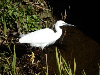 Little Egret Maioka Park Sun, 3/10/2024