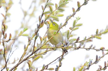 Warbling White-eye 国営木曽三川公園138タワーパーク Fri, 3/8/2024