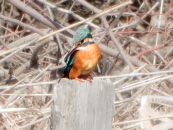 Common Kingfisher Maioka Park Sun, 3/10/2024