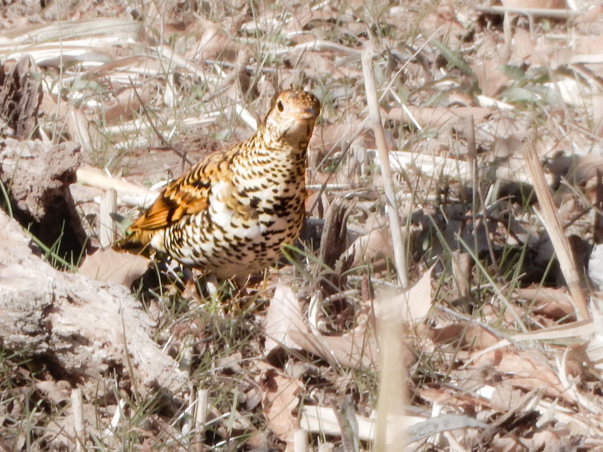 White's Thrush