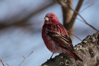 Pallas's Rosefinch Saitama Prefecture Forest Park Thu, 3/7/2024