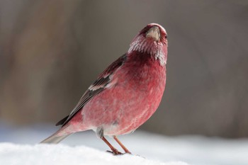 Pallas's Rosefinch Saitama Prefecture Forest Park Thu, 3/7/2024