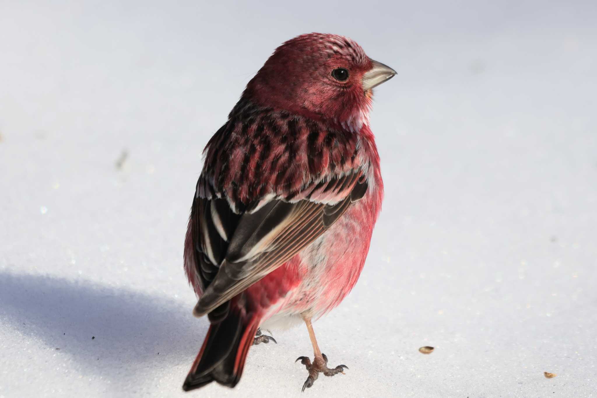 Photo of Pallas's Rosefinch at Saitama Prefecture Forest Park by ひろ