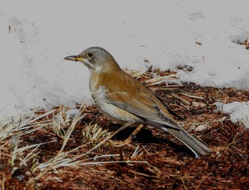 Pale Thrush Unknown Spots Thu, 2/8/2024