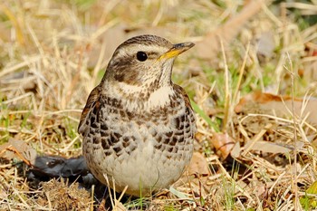 Dusky Thrush 大野極楽寺公園 Fri, 3/8/2024