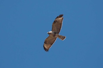 Eastern Buzzard Kitamoto Nature Observation Park Sun, 3/10/2024