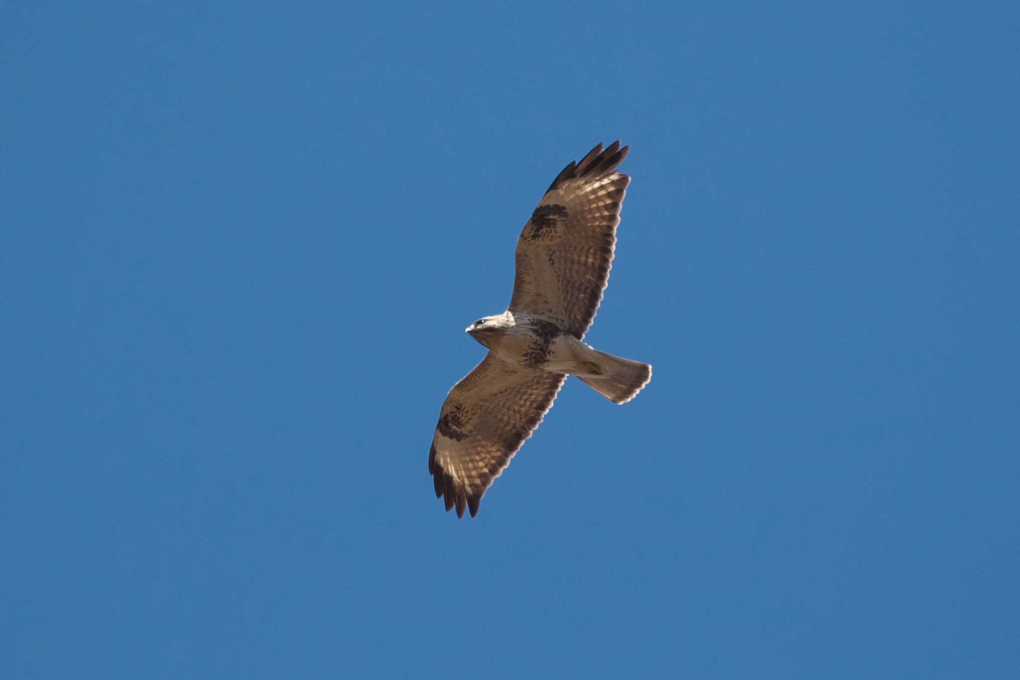 Photo of Eastern Buzzard at Kitamoto Nature Observation Park by Y. Watanabe