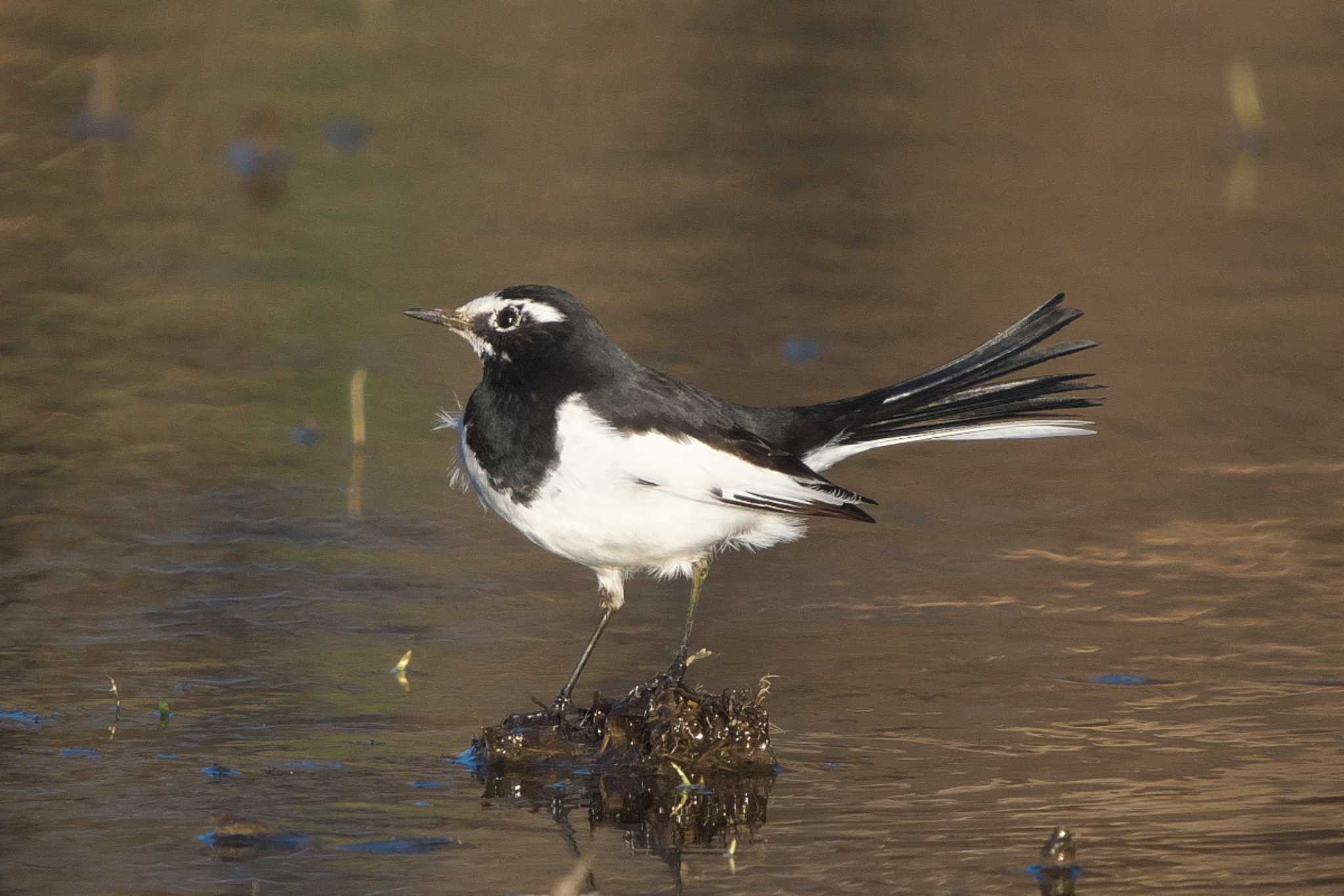 Photo of Japanese Wagtail at Kitamoto Nature Observation Park by Y. Watanabe