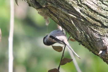 Long-tailed Tit Kitamoto Nature Observation Park Sun, 3/10/2024