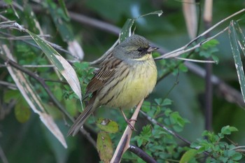 Masked Bunting Kitamoto Nature Observation Park Sun, 3/10/2024