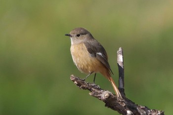 Daurian Redstart Kitamoto Nature Observation Park Sun, 3/10/2024