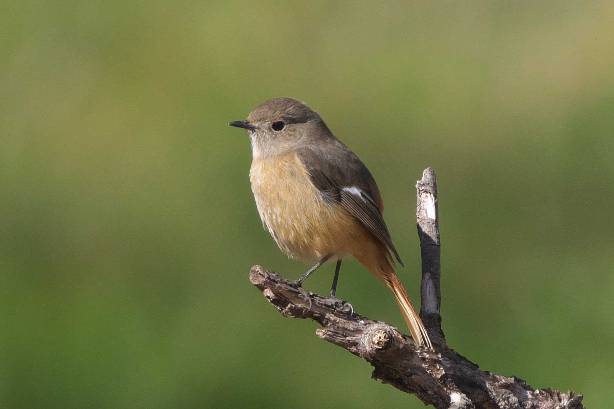 Photo of Daurian Redstart at Kitamoto Nature Observation Park by Y. Watanabe