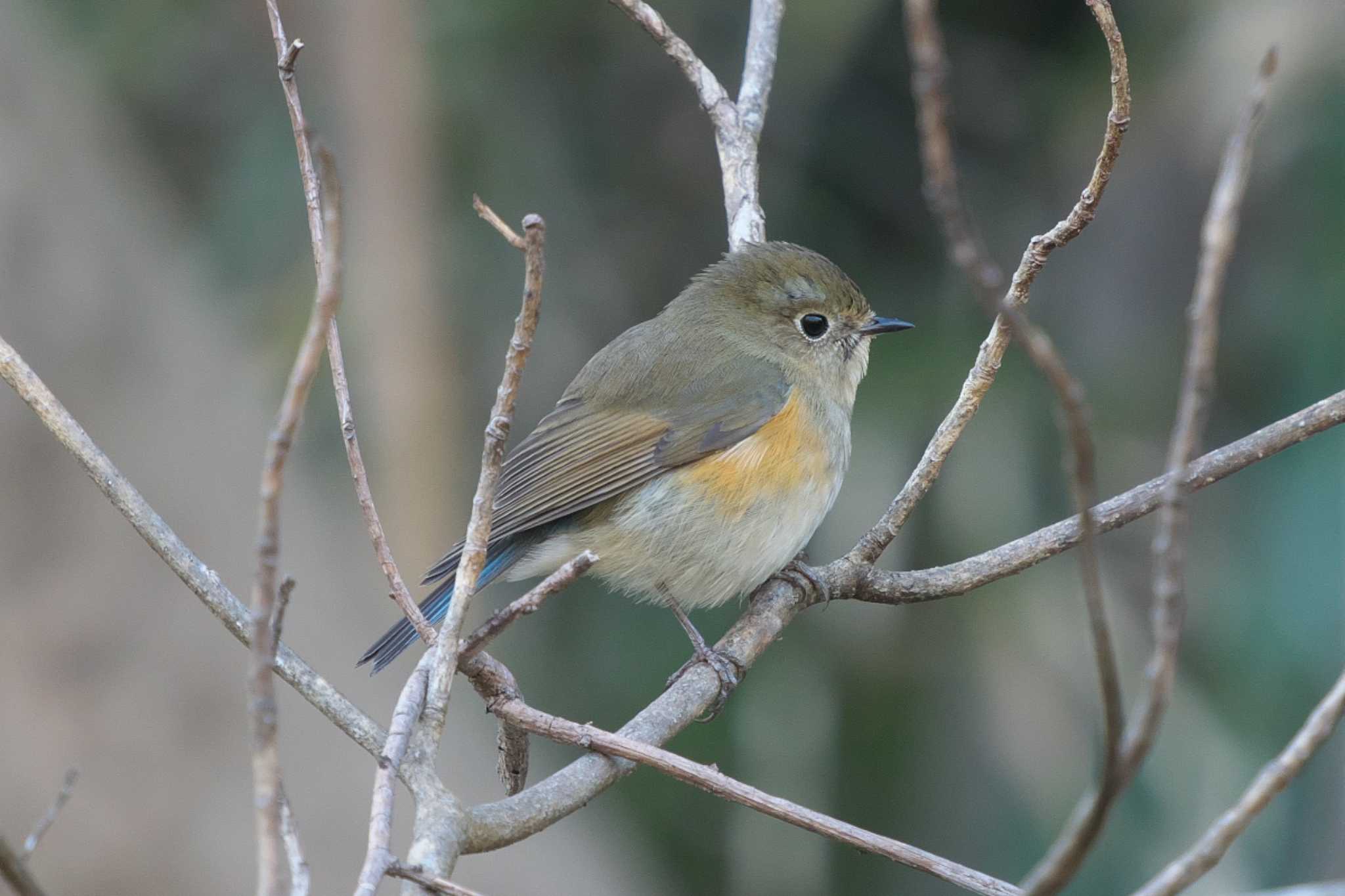 Photo of Red-flanked Bluetail at Kitamoto Nature Observation Park by Y. Watanabe