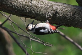 Great Spotted Woodpecker Kitamoto Nature Observation Park Sun, 3/10/2024