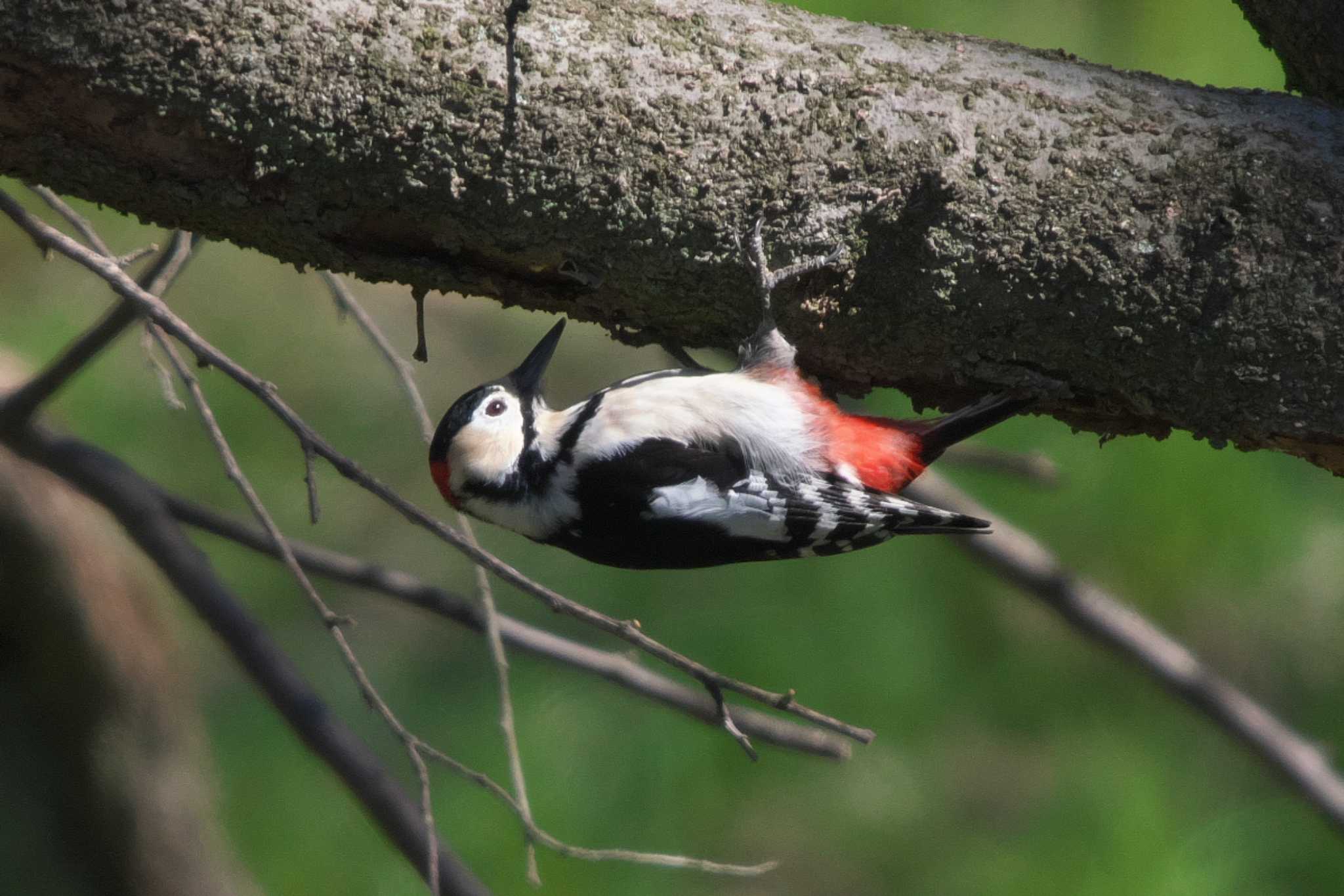 Photo of Great Spotted Woodpecker at Kitamoto Nature Observation Park by Y. Watanabe