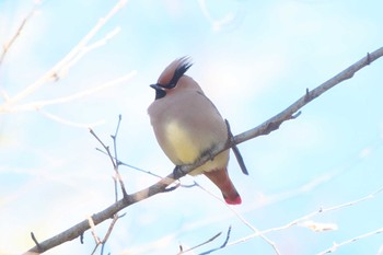 Japanese Waxwing Kitamoto Nature Observation Park Sun, 3/10/2024