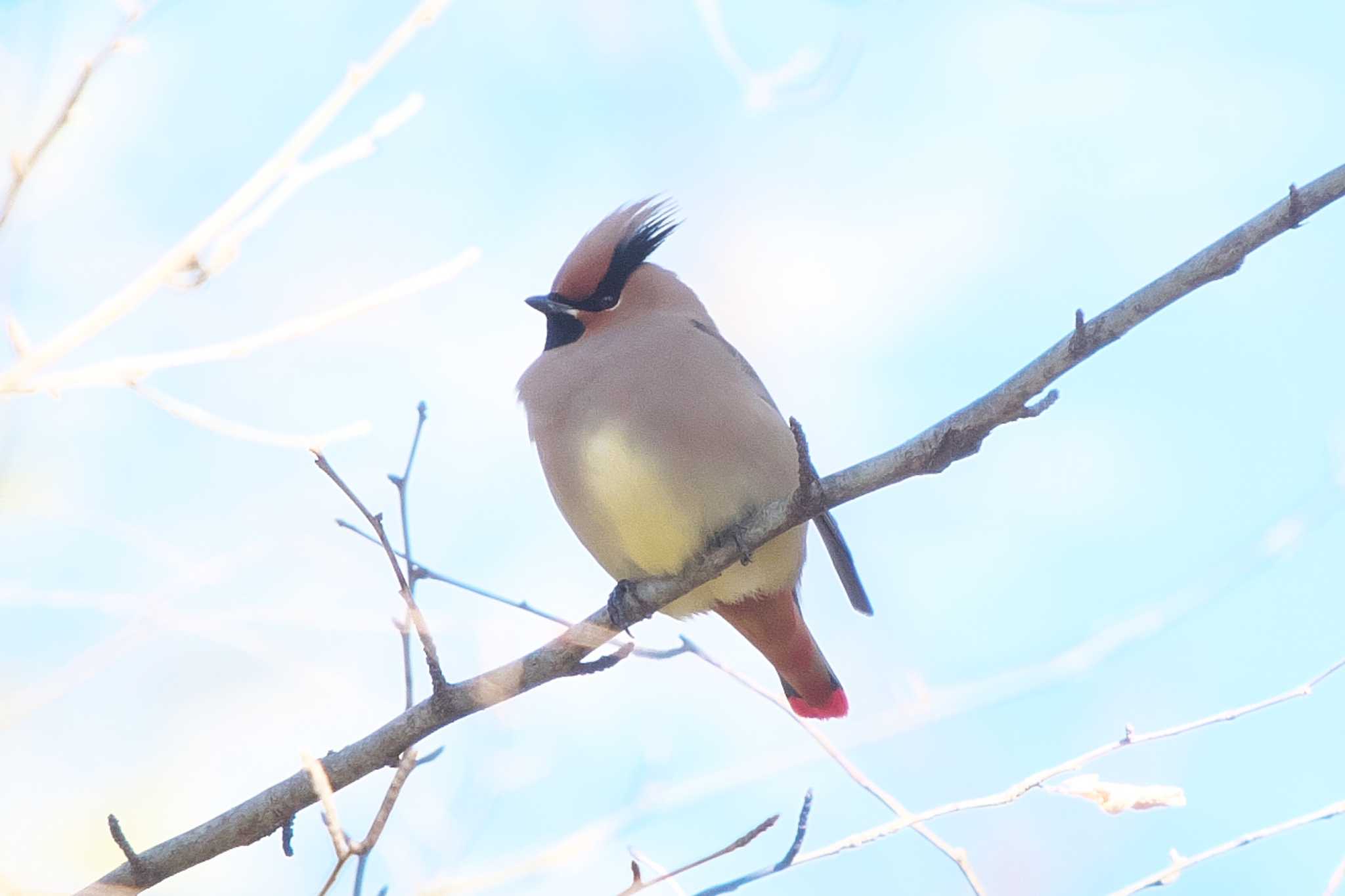 Photo of Japanese Waxwing at Kitamoto Nature Observation Park by Y. Watanabe