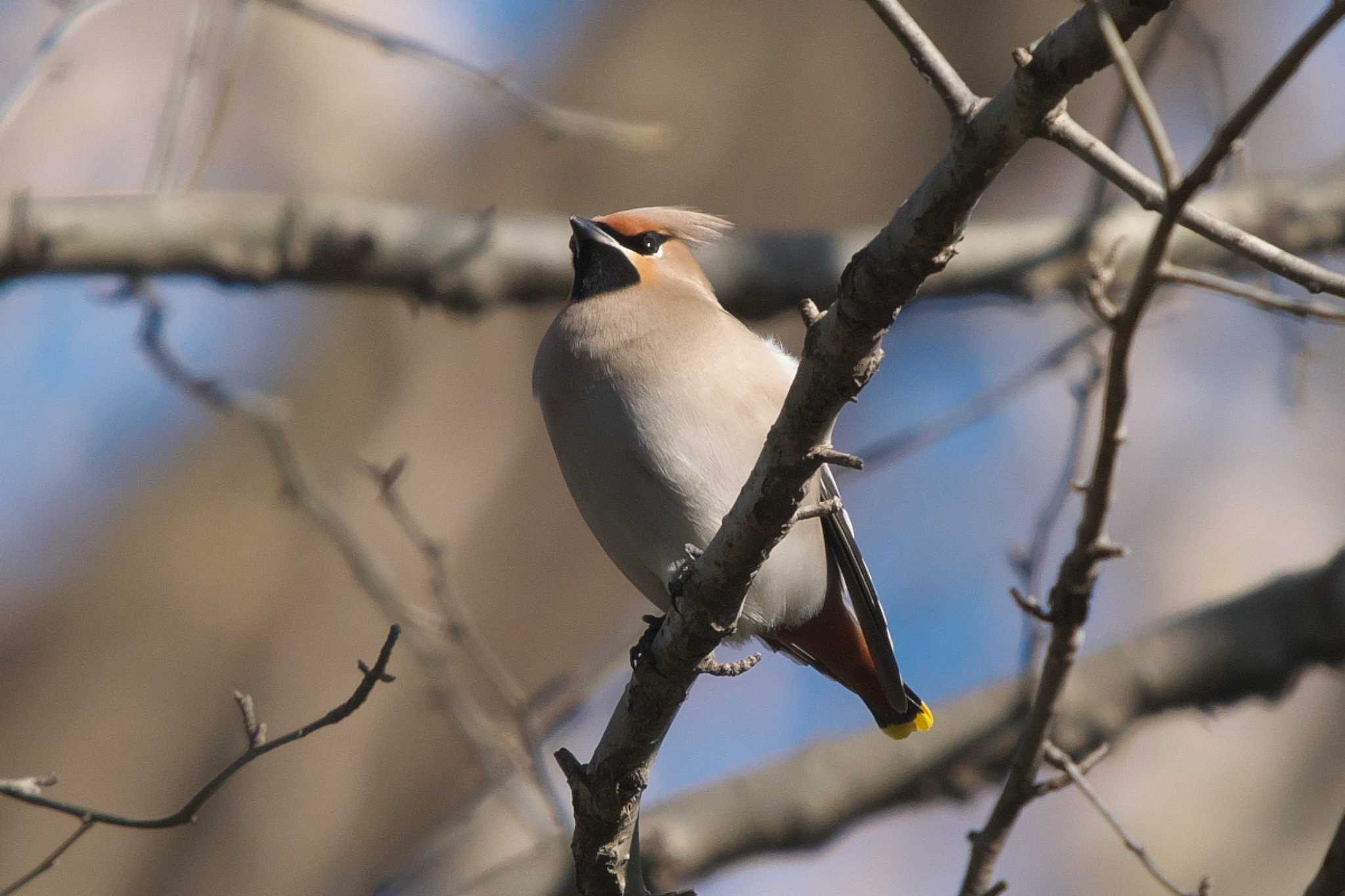 Photo of Bohemian Waxwing at Kitamoto Nature Observation Park by Y. Watanabe