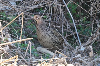 Green Pheasant Kitamoto Nature Observation Park Sun, 3/10/2024