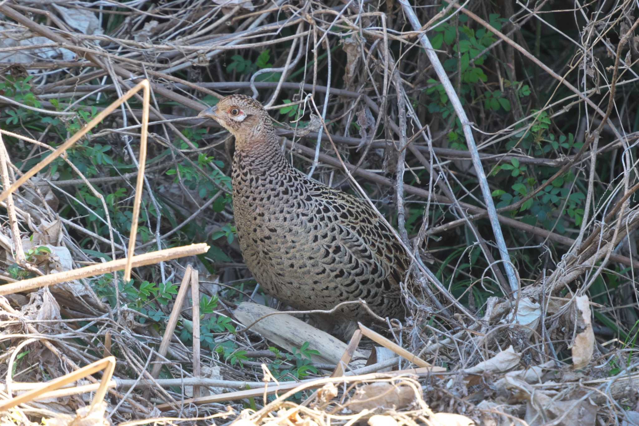 Green Pheasant