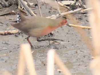 Ruddy-breasted Crake 境川遊水池 Sun, 2/11/2024