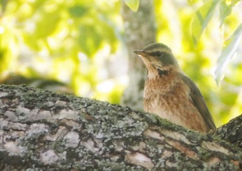 Dusky Thrush 万博記念公園 Sun, 3/10/2024