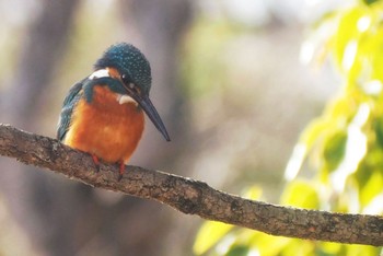 カワセミ 万博記念公園 2024年3月10日(日)