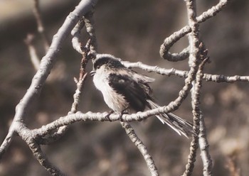 Long-tailed Tit 万博記念公園 Sun, 3/10/2024