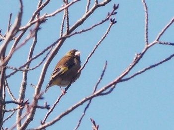 カワラヒワ 万博記念公園 2024年3月10日(日)