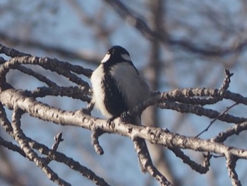 Japanese Tit 万博記念公園 Sun, 3/10/2024