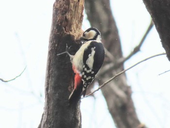 アカゲラ こども自然公園 (大池公園/横浜市) 2024年2月17日(土)