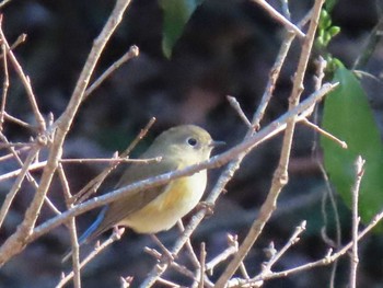 Red-flanked Bluetail Yatoyama Park Sat, 1/27/2024