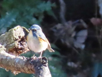 Red-flanked Bluetail Yatoyama Park Sat, 1/27/2024