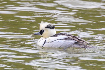 Smew Akashi Park Tue, 2/6/2024