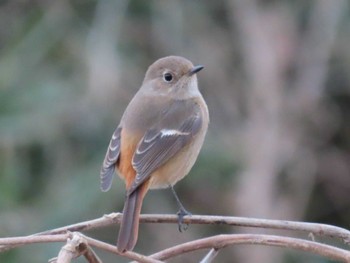 ジョウビタキ 目久尻川 2024年2月3日(土)