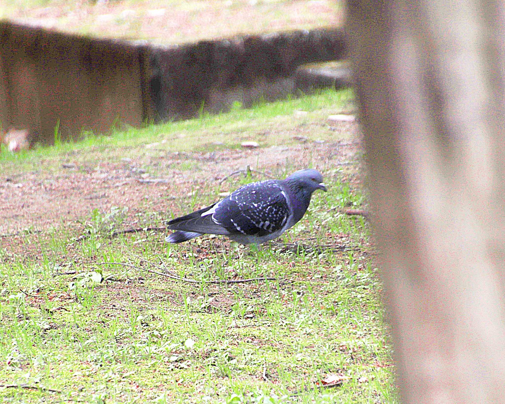 大仙公園 カワラバトの写真 by Ken Mimura