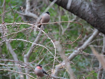 Eurasian Bullfinch(rosacea) 横浜自然観察の森 Sat, 2/10/2024