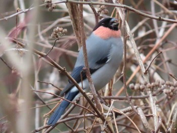 Eurasian Bullfinch 横浜自然観察の森 Sat, 2/10/2024