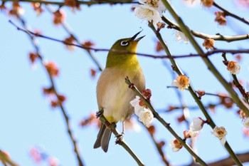 メジロ 行徳野鳥観察舎付近 2024年3月3日(日)