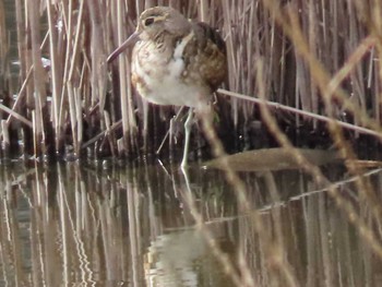 Greater Painted-snipe 境川遊水池 Sun, 1/28/2024