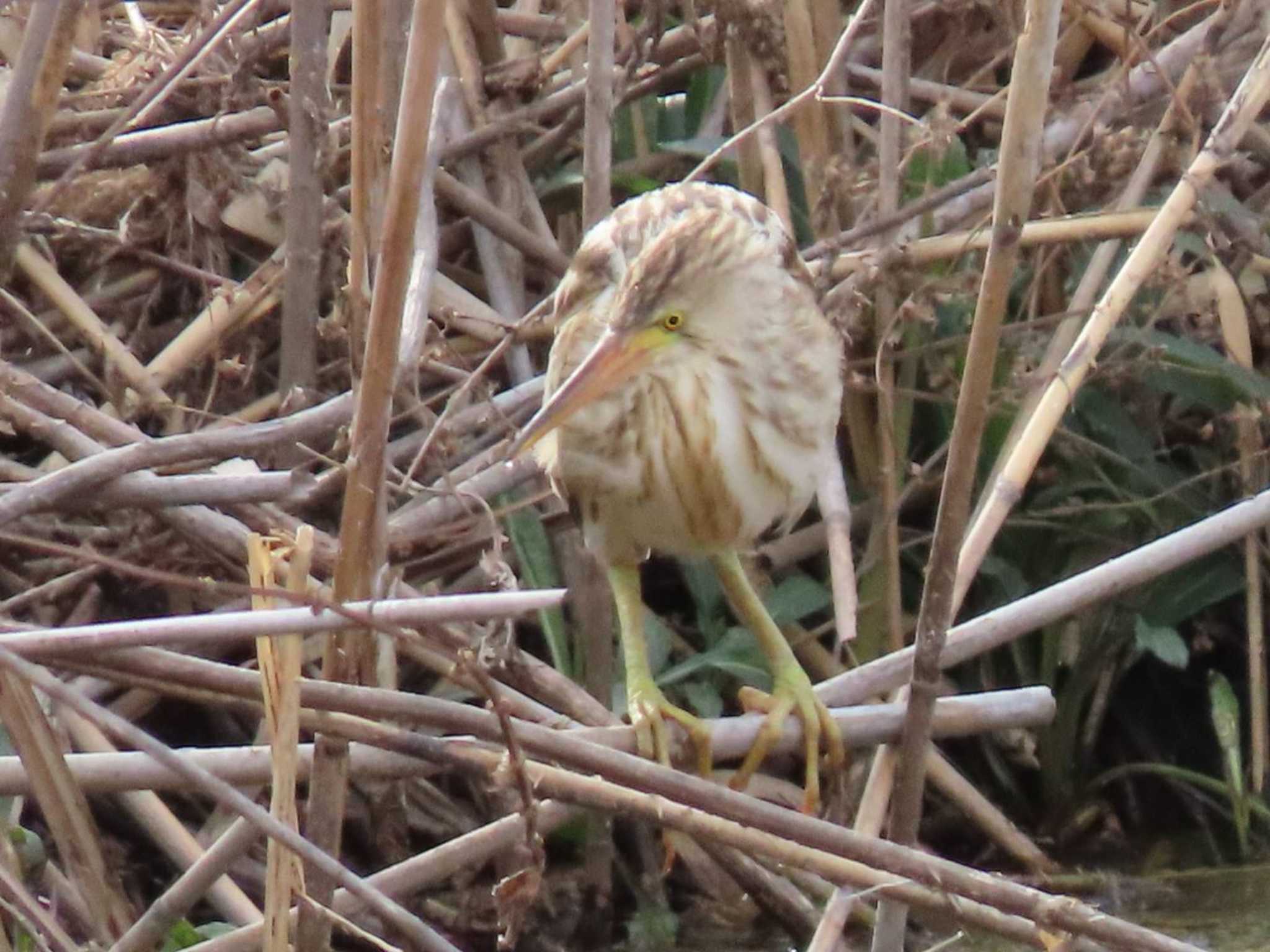 Photo of Yellow Bittern at 境川遊水池 by すず