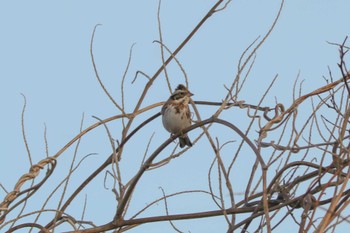 Rustic Bunting 目久尻川 Sat, 3/9/2024